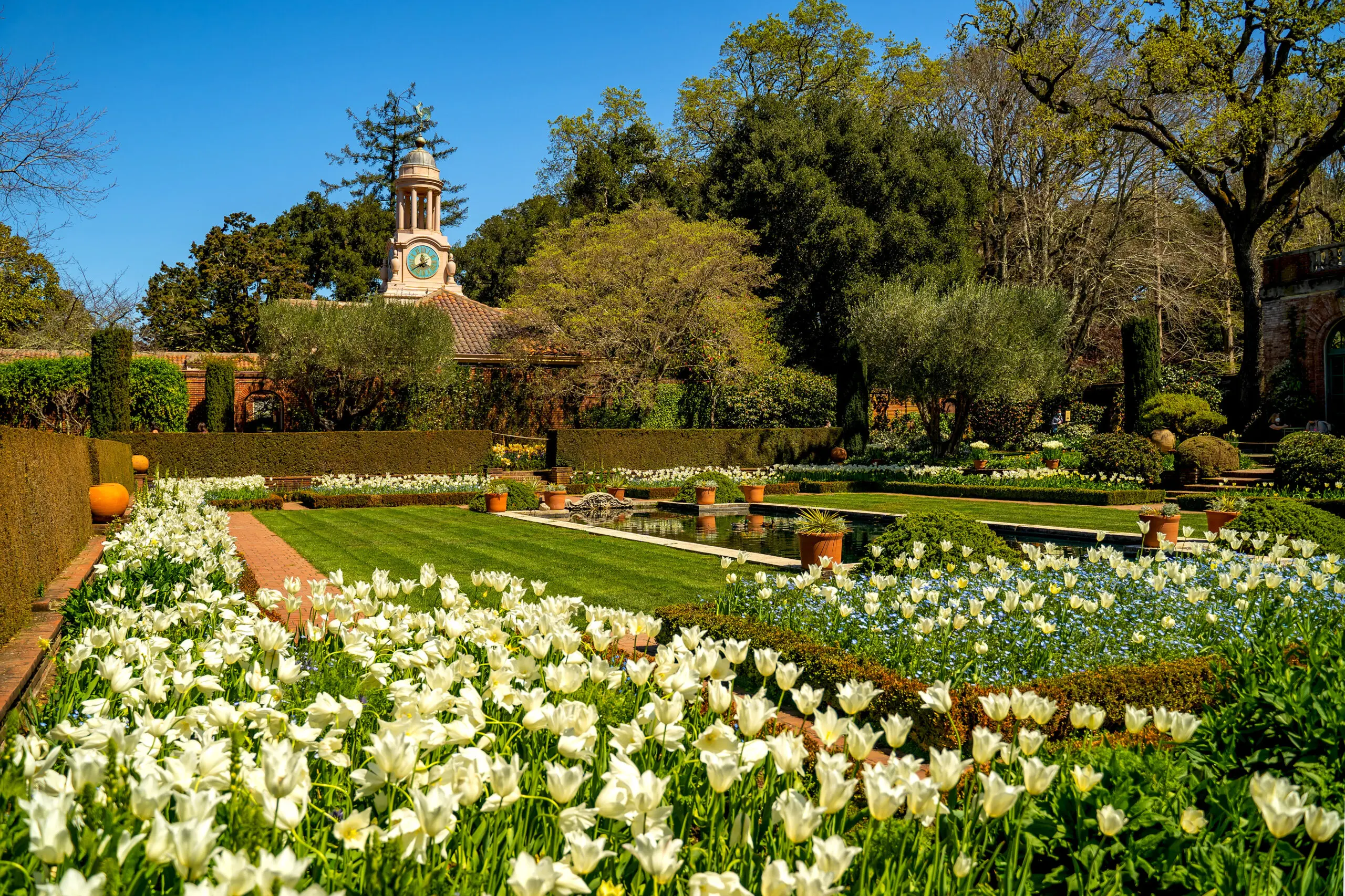Beautiful view of the garden with white tulips and a clock tower